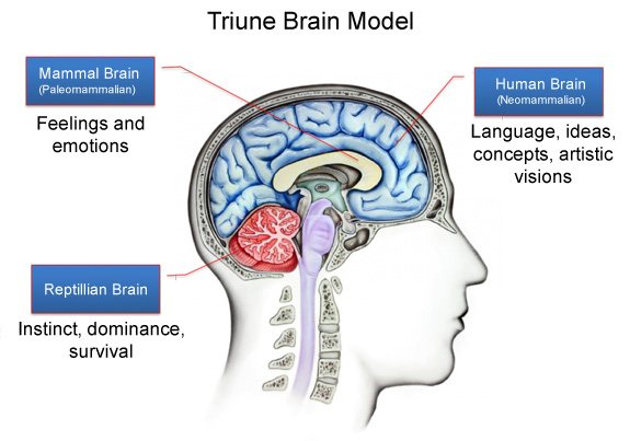 The Triune Brain model shows how our brain has evolved over the years.